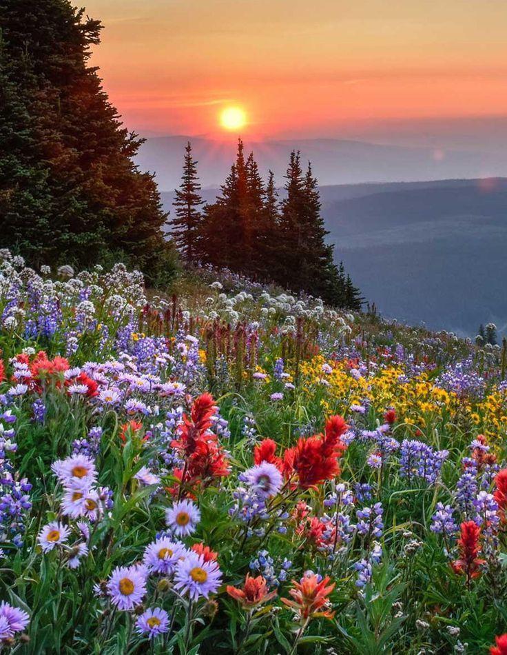Sunset Serenade in Petals